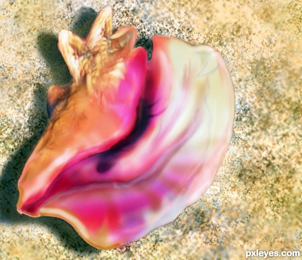 Sweet Conch